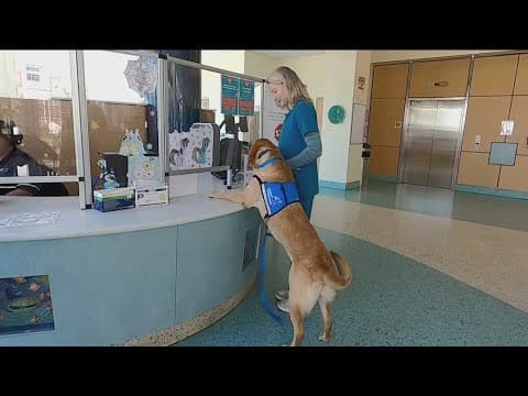 How Rady Children's trains its resident canine therapy dogs to become medical team members