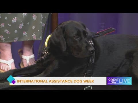 International Assistance Dog Week