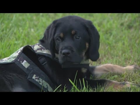 Washington Commanders announce team dog, Barney
