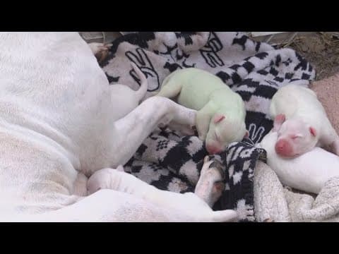 Pregnant dog gives birth to green puppy