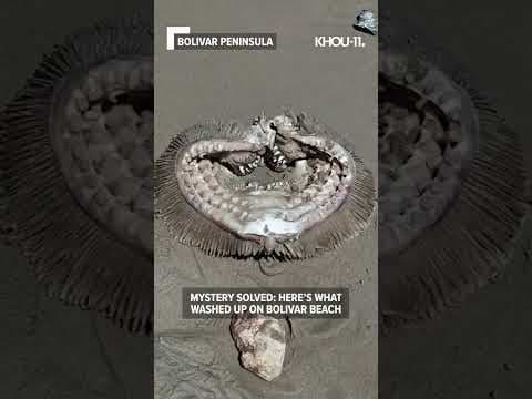 Here's what washed ashore on Bolivar Beach #Shorts