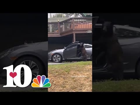 This is your reminder to keep your doors locked in bear country
