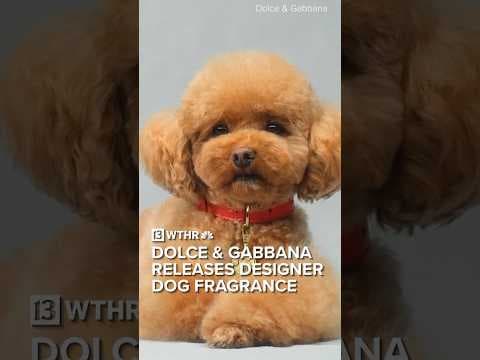 Dolce & Gabbana release designer fragrance for dogs