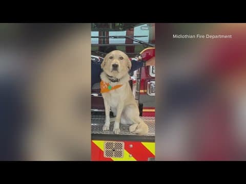 North Texas fire department needs help finding their missing firehouse dog, Riggs