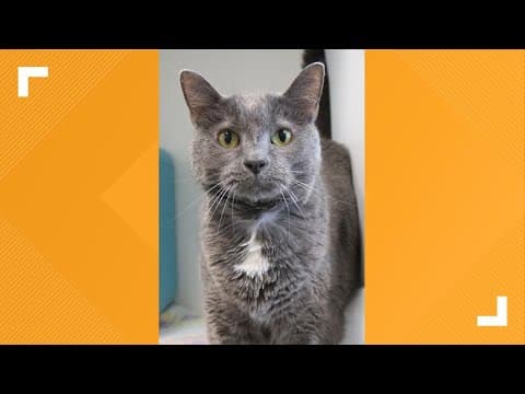 Pets of the Week: 12-28-2024