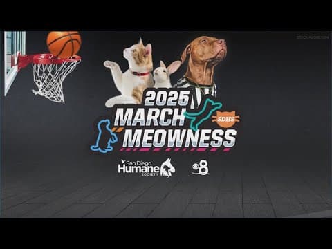 It's the final night to enter contestants in San Diego Humane Society's 'March Meowness' contest