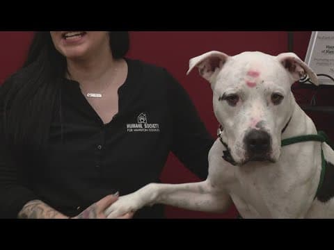 Overcrowding crisis in Hamilton County shelter puts animals at risk of being euthanized