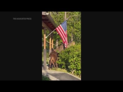 Police rescue moose calf from lake