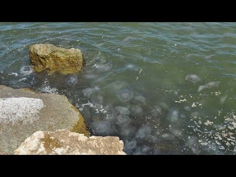 Thousands of moon jellies spotted in Galveston, Texas