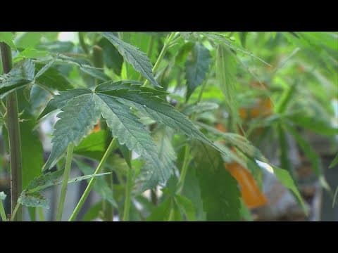 Texas DPS says more than 130 medical marijuana dispensary applications received so far