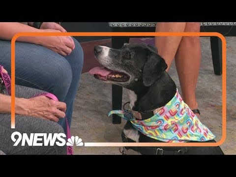 This sweet pup needs a forever home