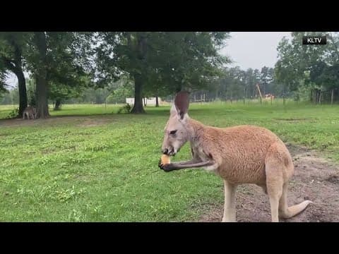 Escaped Kangaroo in Lufkin caught by officers