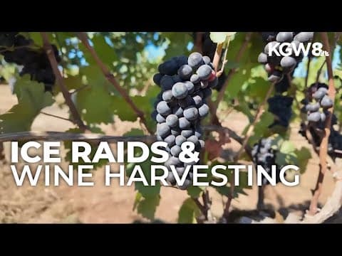 Oregon’s 2025 wine harvest begins with labor concerns, oversupply and weaker alcohol demand