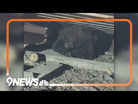 Bear crashes Larkspur Renaissance Festival