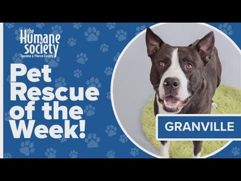 Pet Rescue of the Week: Granville