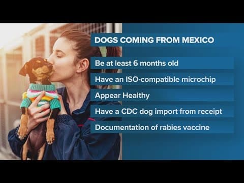New CDC requirements to bring dogs into the US