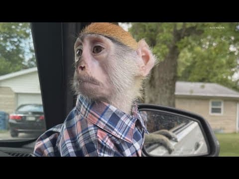 Where is Momo the monkey? | Indianapolis Animal Care Services declines to share location of local es
