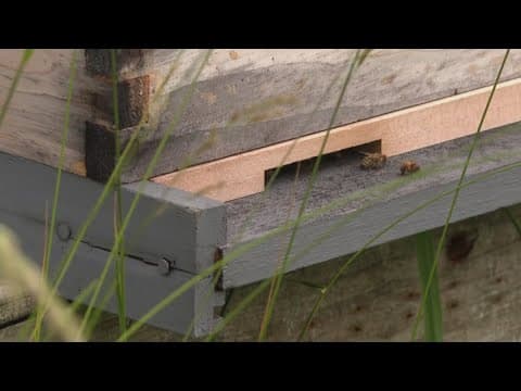 SW Virginia beekeepers seeing success with honeybee population despite national decline