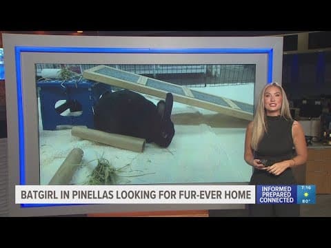 Batgirl the Bunny looking for fur-ever home