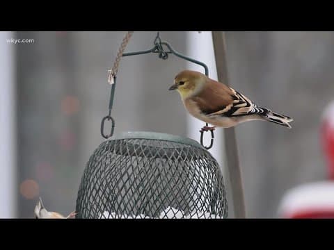 9 states report cases of highly contagious bird flu,  poultry producers on alert