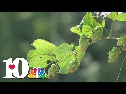 New possibilities brewing as UT researchers study how to grow hops in East Tennessee