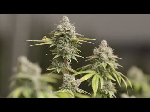 Dallas City Council directs the city to comply with the enforcement of the marijuana proposition