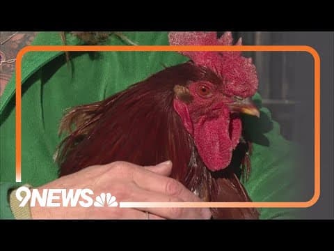 Illegal roosters overwhelming Colorado's rescues
