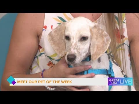 Pet of the week