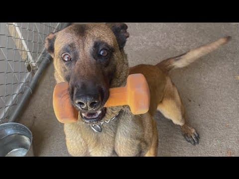 San Diego police dog shot, killed; suspect dead in violent crime in Clairemont