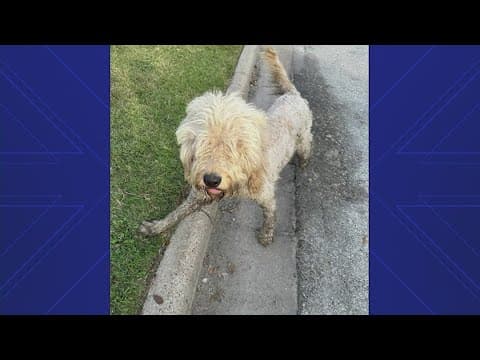 Missing Goldendoodles found more than 40 miles away from their homes