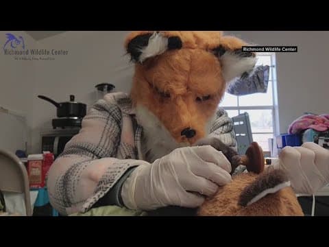 Wildlife staff in Virginia wears fox masks to care for baby fox
