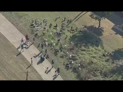Hundreds of goats and sheep graze along Dallas' Northaven Trail for Northaven Tails