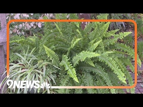 What plants you should save