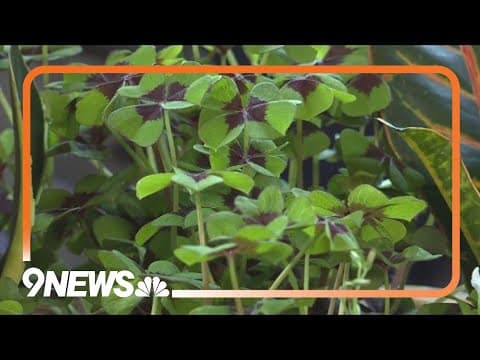 Start planting on St. Patrick's Day: Spring gardening 101 peas, lettuce, kale, spinach