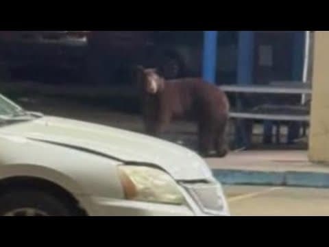Rare sighting: Black bear spotted in North Texas, officials confirm
