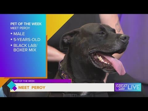 Pet of the Week: Meet Peroy