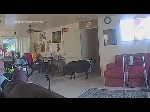 Florida deputies deal with boar inside home, followed by standoff