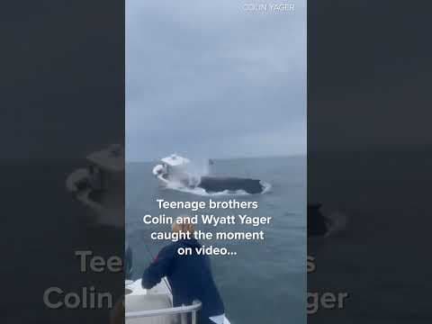 Whale hits boat