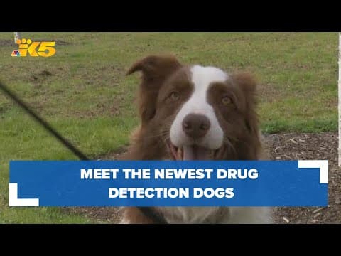 5 new drug dogs being deployed in Washington state include 3 certified to detect fentanyl