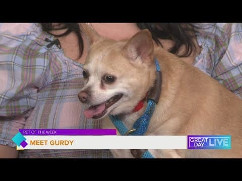 Pet of the Week: Gurdy