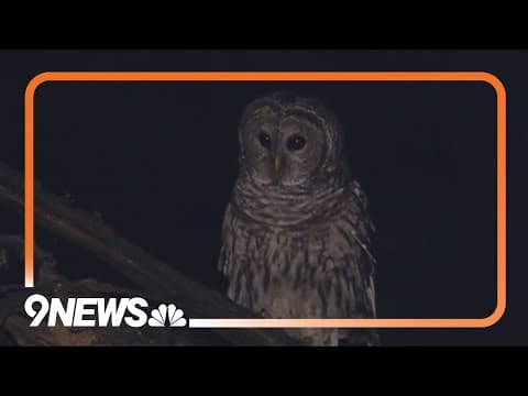 Federal wildlife officials plan to kill hundreds of thousands of invasive barred owls