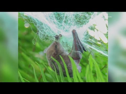 Wildlife can get trapped in fake Halloween web decorations, wildlife experts warn