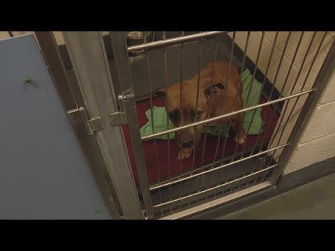 Indianapolis Animal Care Services posts director job listing