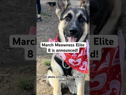 San Diego Humane Society’s March Meowness top 8 competitors are here.