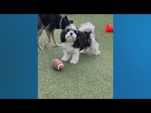 Mischiefs vs. Beagles | Dogs compete in Puppy Bowl