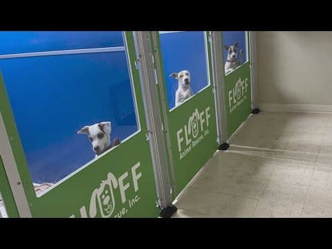 Pinellas Park animal shelter asking for help to keep dogs cool