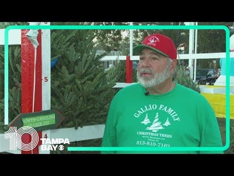 Some Christmas trees sold across Tampa Bay survived Hurricane Helene in North Carolina