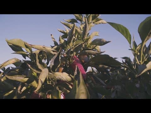 YouTube thumbnail for video 4UgoRXsoltQ