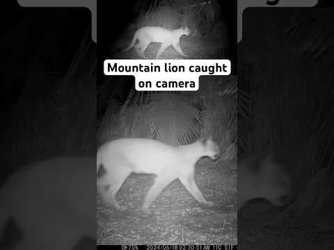 A mountain lion was caught on camera in Poway of San Diego County.
