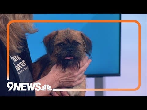 Help clear the shelters! Sweet Rolli is looking for a forever home